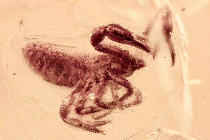 Fossil Pseudoscorpion, Crane Fly, and Fly In Baltic Amber #325337
